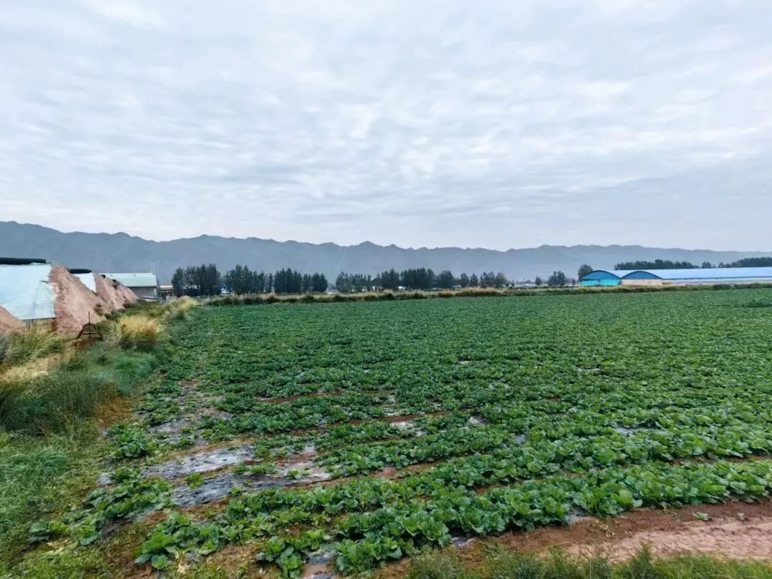 高原夏菜入湘 紅星全球農(nóng)批中心“菜籃子”更豐富